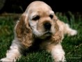 /album/fotogaleria/dog-1024-56-1-jpg/